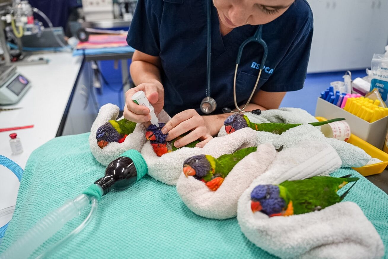 Deadly Lorikeet Paralysis Syndrome Is Back In Ipswich - River 949